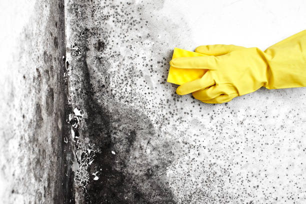 Best Toxic Mold Removal  in Gloucester City, NJ