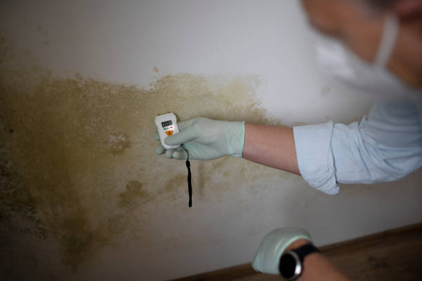 Best Residential Mold Removal  in Gloucester City, NJ