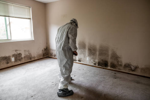 Best Mold Damage Repair  in Gloucester City, NJ