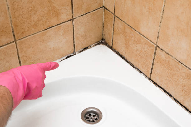Best Same-Day Mold Removal  in Gloucester City, NJ